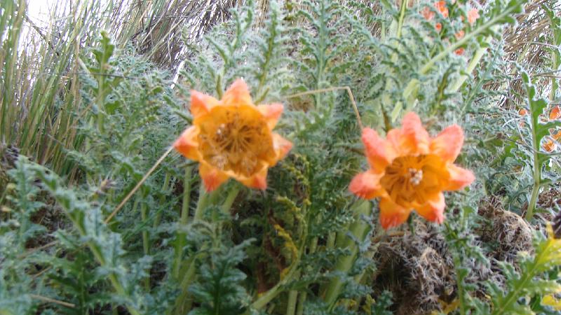 Illampu Trek Steves (164).JPG